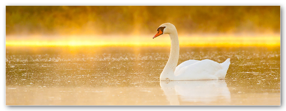Swan on Golden Pond w dropshadow